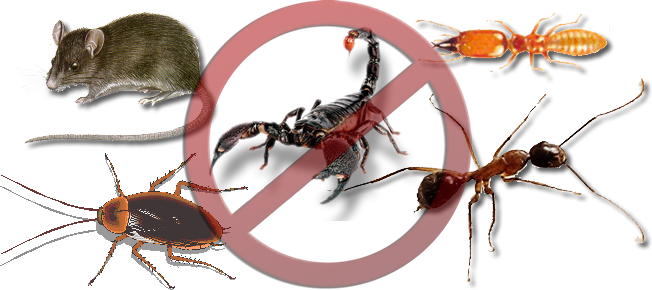 Controle de Pragas em Itaim Bibi 